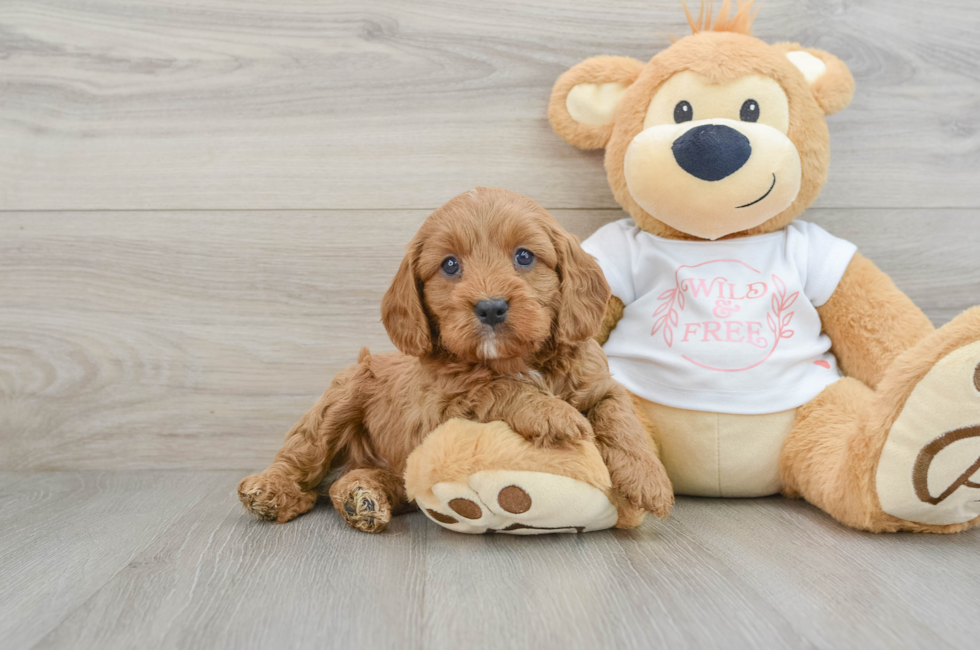 6 week old Cavapoo Puppy For Sale - Seaside Pups