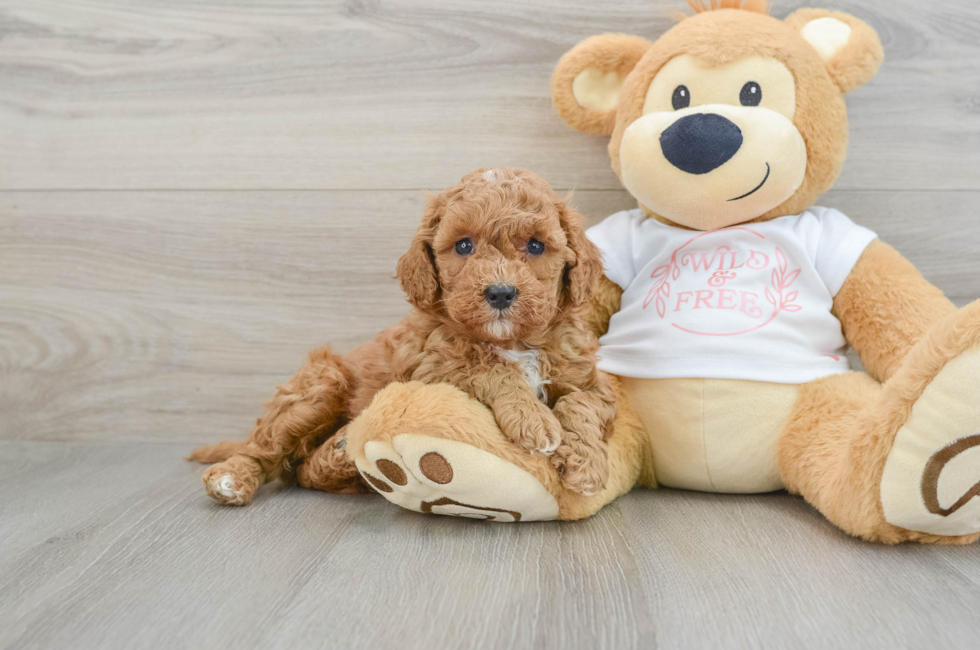 6 week old Cavapoo Puppy For Sale - Seaside Pups