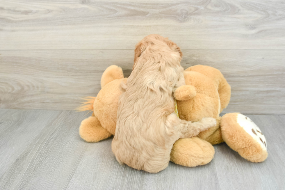 Cavapoo Pup Being Cute