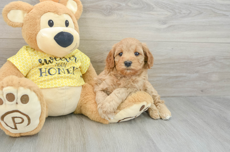 5 week old Cavapoo Puppy For Sale - Seaside Pups