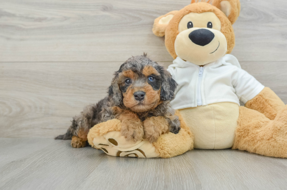 6 week old Cavapoo Puppy For Sale - Seaside Pups