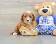 8 week old Cavapoo Puppy For Sale - Seaside Pups