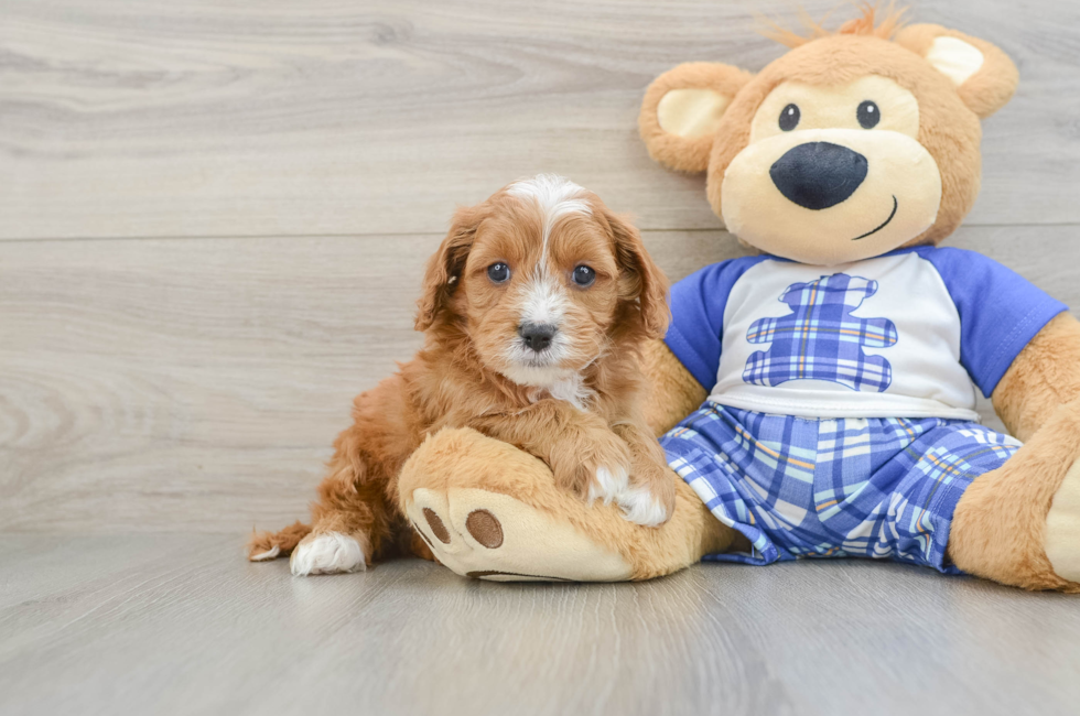 5 week old Cavapoo Puppy For Sale - Seaside Pups