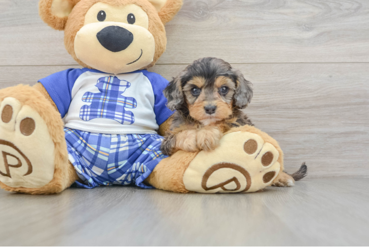 Petite Cavapoo Poodle Mix Pup