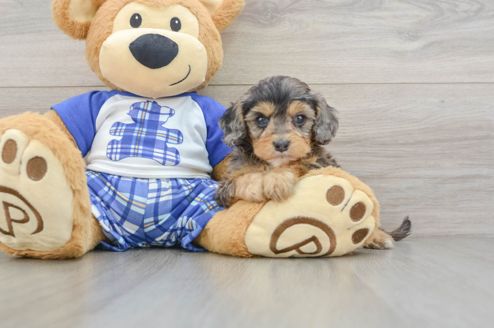 7 week old Cavapoo Puppy For Sale - Seaside Pups