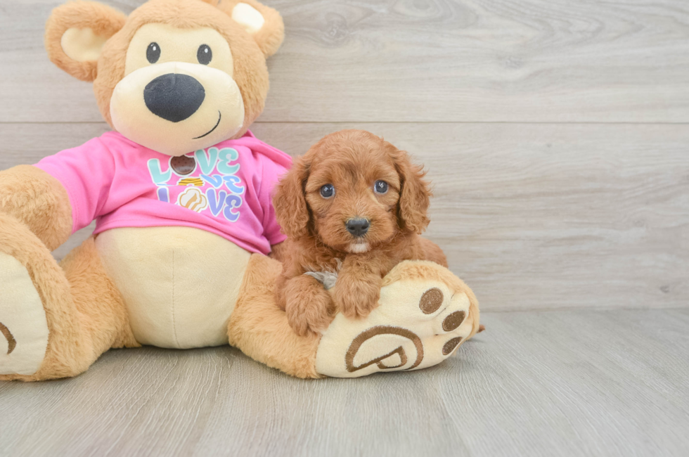 5 week old Cavapoo Puppy For Sale - Seaside Pups