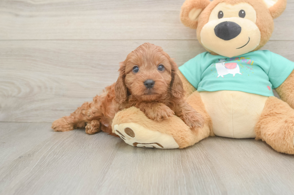 5 week old Cavapoo Puppy For Sale - Seaside Pups