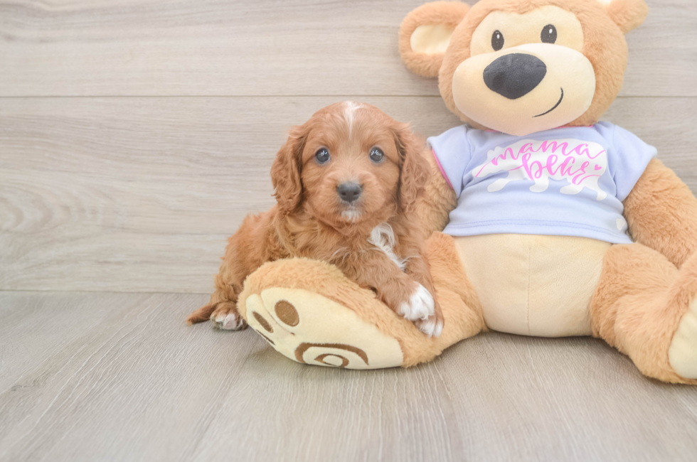 5 week old Cavapoo Puppy For Sale - Seaside Pups