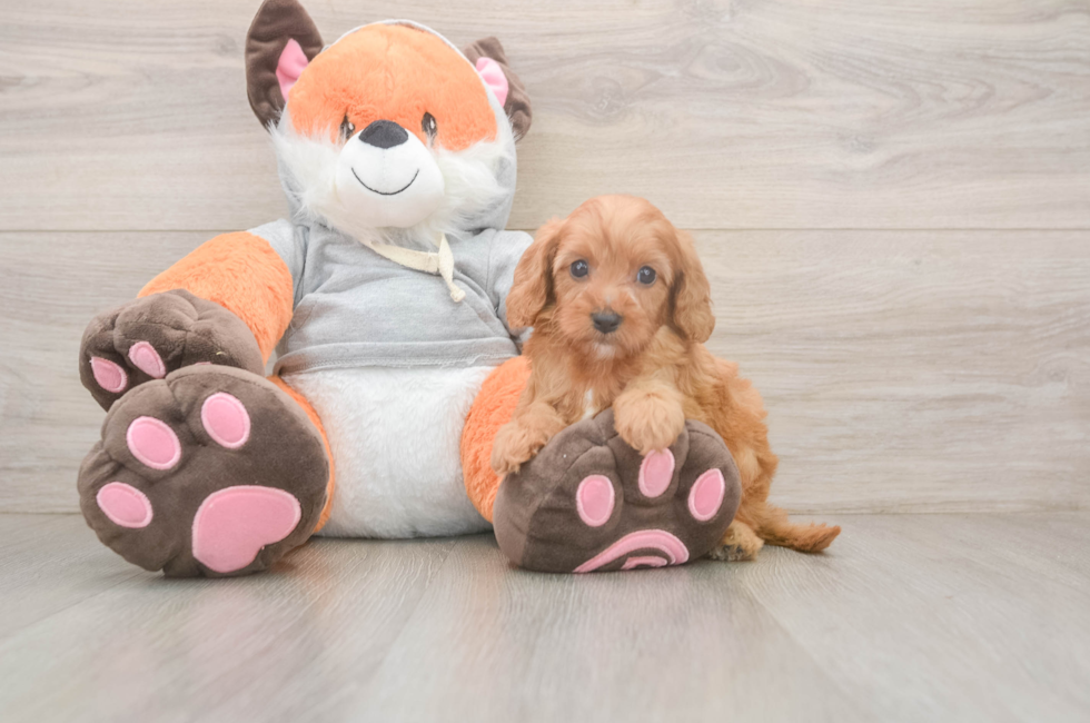5 week old Cavapoo Puppy For Sale - Seaside Pups