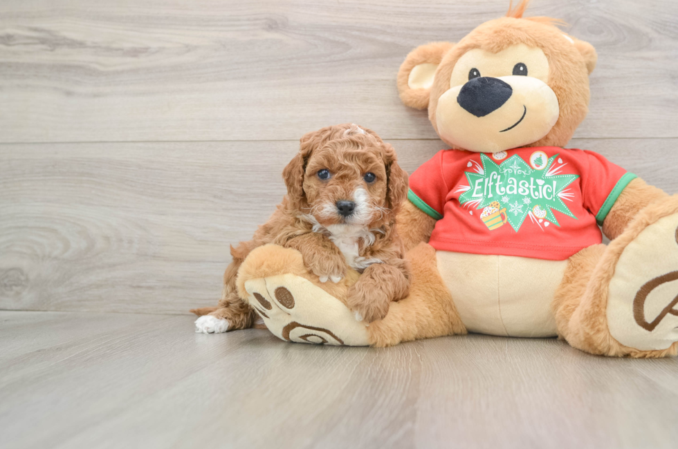 5 week old Cavapoo Puppy For Sale - Seaside Pups