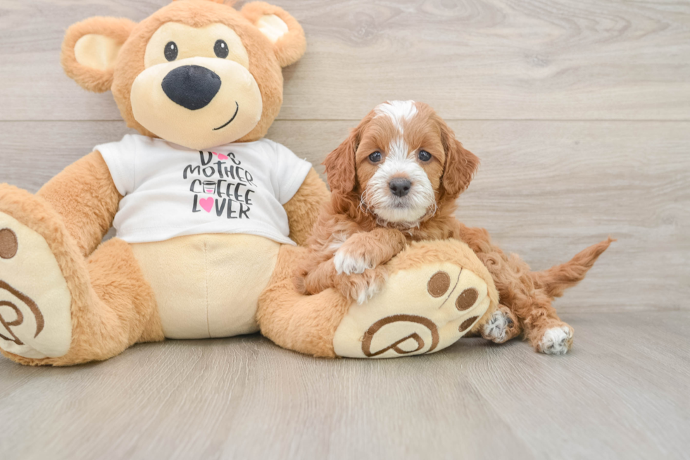 Cavapoo Puppy for Adoption