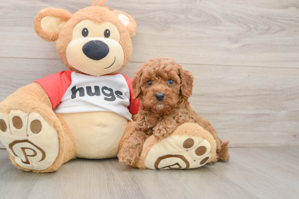 Fluffy Cavapoo Poodle Mix Pup