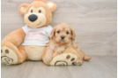 Cavapoo Pup Being Cute