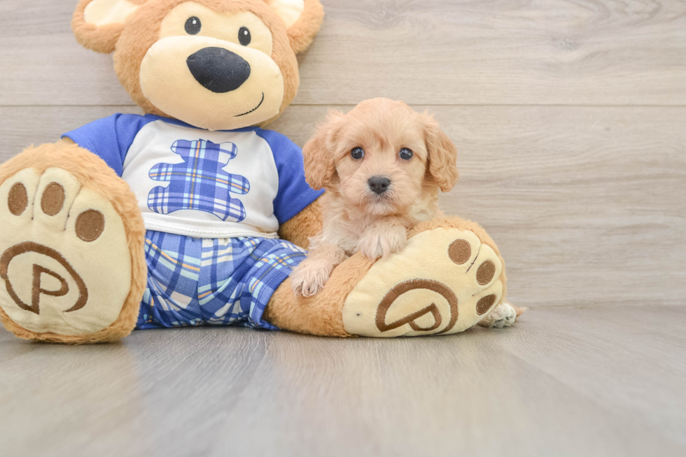 Small Cavapoo Baby