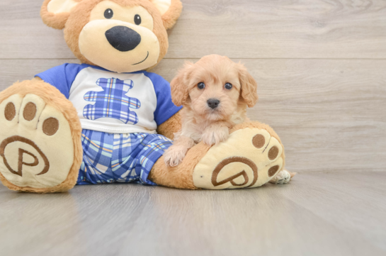 Small Cavapoo Baby