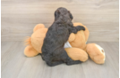 Best Cavapoo Baby