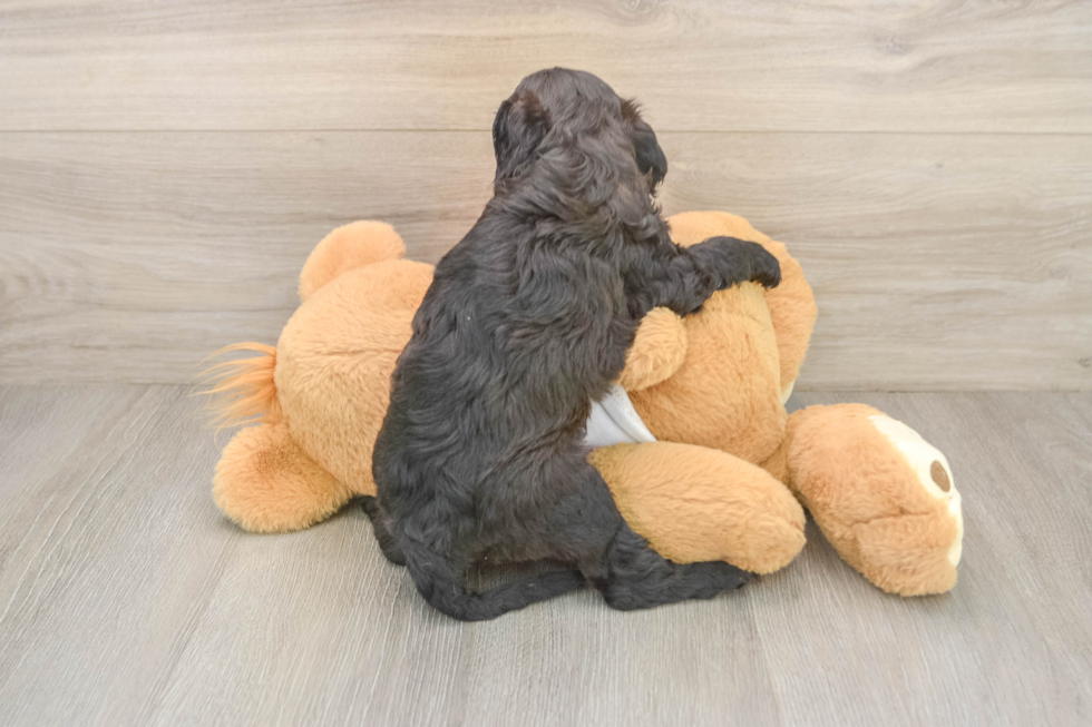Best Cavapoo Baby