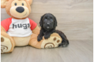 Little Cavipoo Poodle Mix Puppy