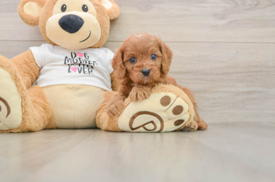 Fluffy Cavapoo Poodle Mix Pup