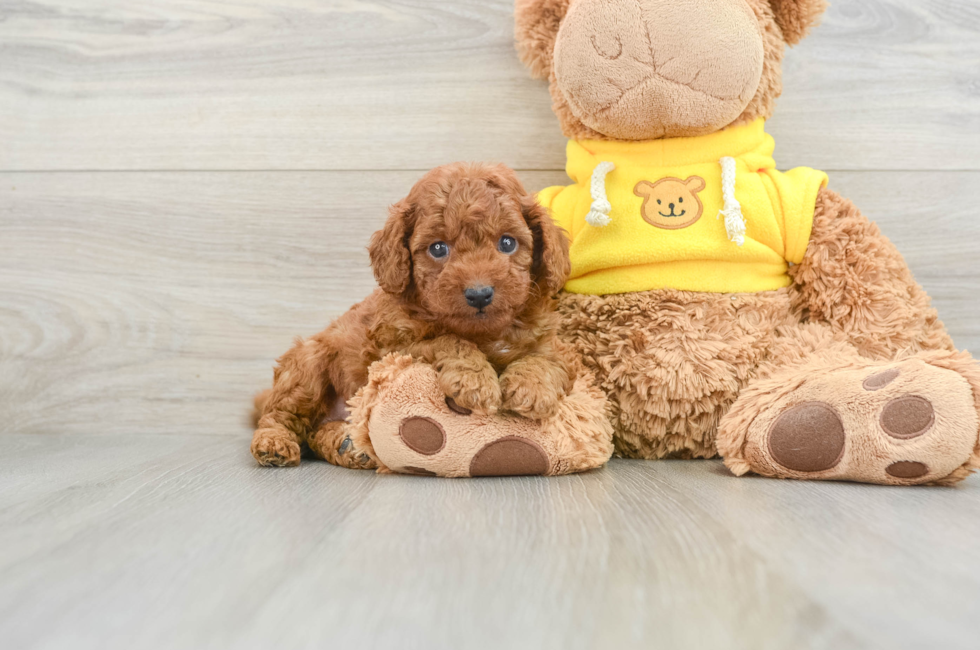 6 week old Cavapoo Puppy For Sale - Seaside Pups