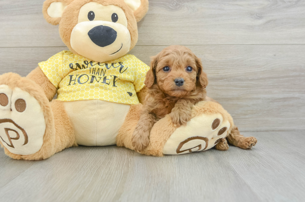 5 week old Cavapoo Puppy For Sale - Seaside Pups