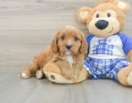 8 week old Cavapoo Puppy For Sale - Seaside Pups