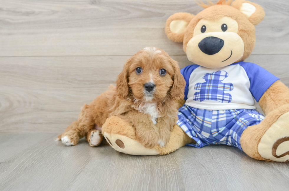 5 week old Cavapoo Puppy For Sale - Seaside Pups