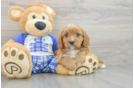 Best Cavapoo Baby
