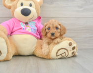 8 week old Cavapoo Puppy For Sale - Seaside Pups