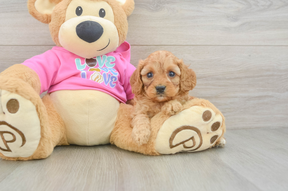 5 week old Cavapoo Puppy For Sale - Seaside Pups
