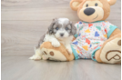 Funny Cavapoo Poodle Mix Pup