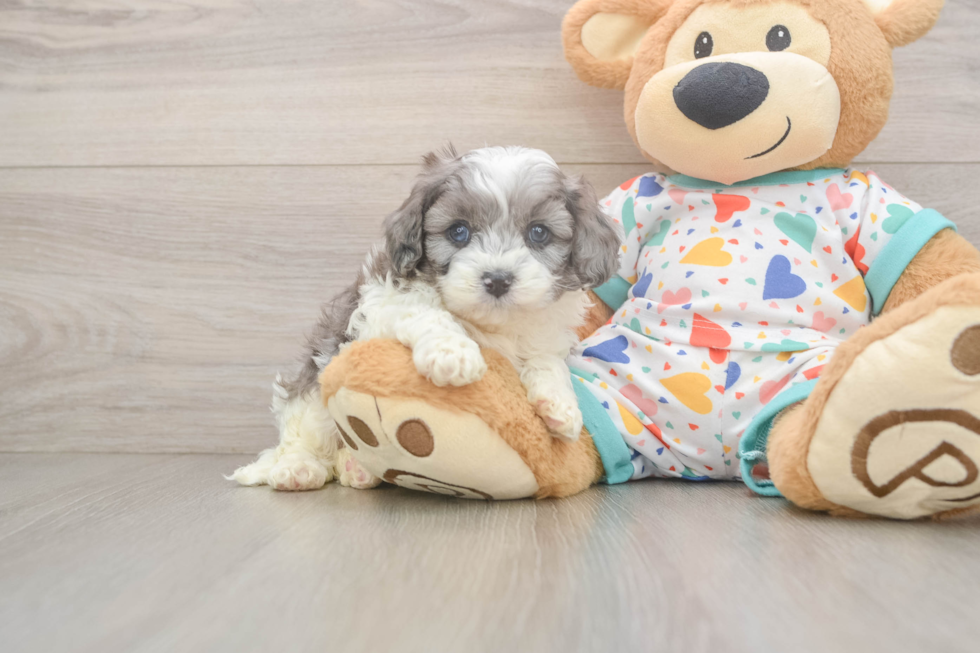 Funny Cavapoo Poodle Mix Pup