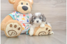 Cavapoo Puppy for Adoption