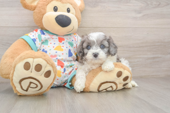 Cavapoo Puppy for Adoption