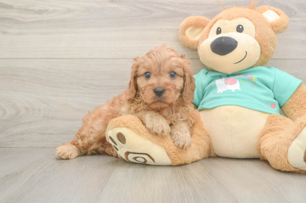 5 week old Cavapoo Puppy For Sale - Seaside Pups