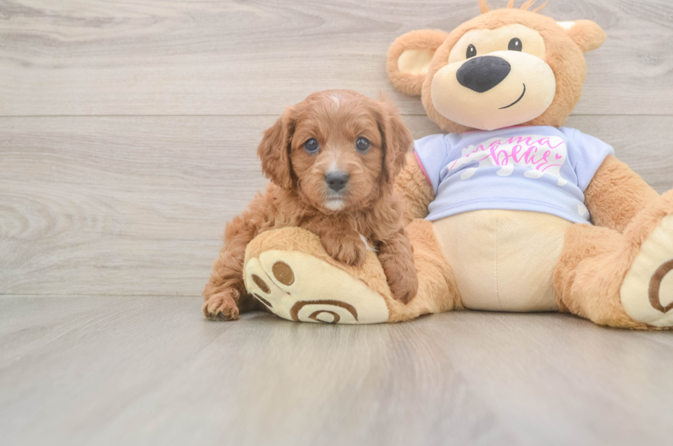 5 week old Cavapoo Puppy For Sale - Seaside Pups