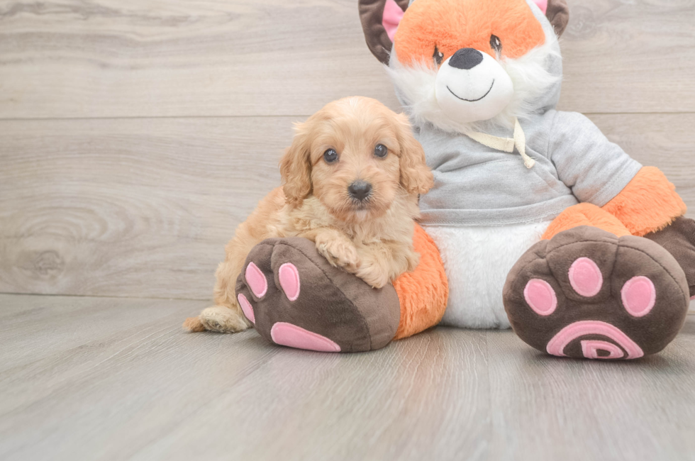 5 week old Cavapoo Puppy For Sale - Seaside Pups
