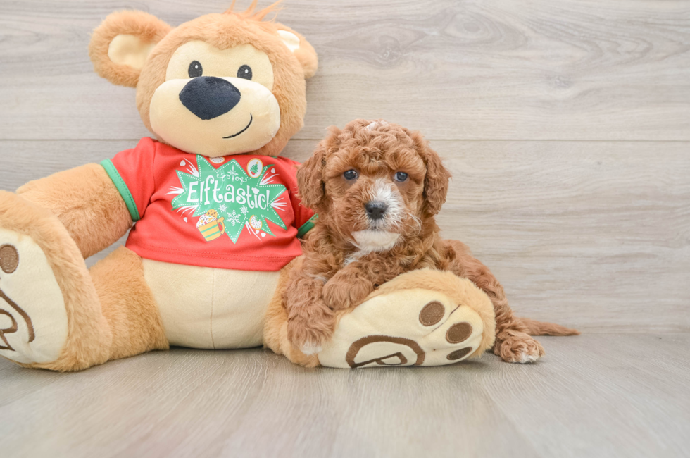 5 week old Cavapoo Puppy For Sale - Seaside Pups