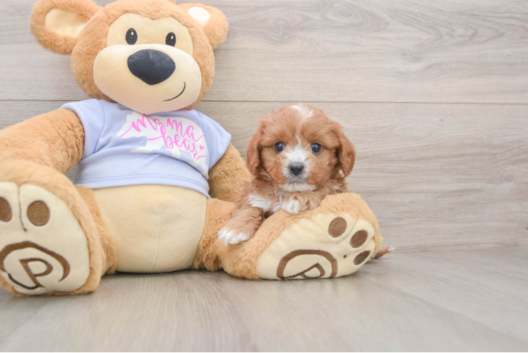 Smart Cavapoo Poodle Mix Pup