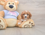 7 week old Cavapoo Puppy For Sale - Seaside Pups