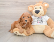 8 week old Cavapoo Puppy For Sale - Seaside Pups