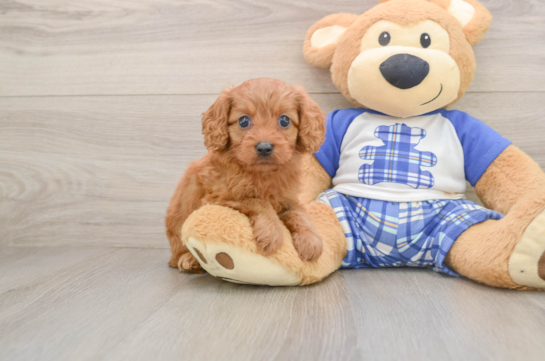 Energetic Cavoodle Poodle Mix Puppy