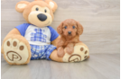 Best Cavapoo Baby
