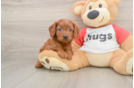 Cavapoo Puppy for Adoption