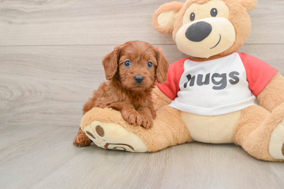 Cavapoo Puppy for Adoption
