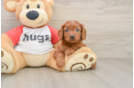 Best Cavapoo Baby