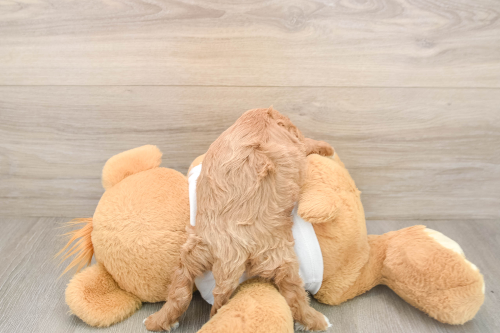 Cavapoo Pup Being Cute