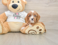 8 week old Cavapoo Puppy For Sale - Seaside Pups