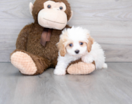 9 week old Cavapoo Puppy For Sale - Seaside Pups