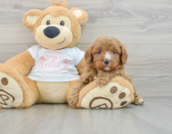 7 week old Cavapoo Puppy For Sale - Seaside Pups